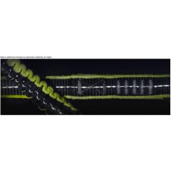 Veiligheidslijn elastisch